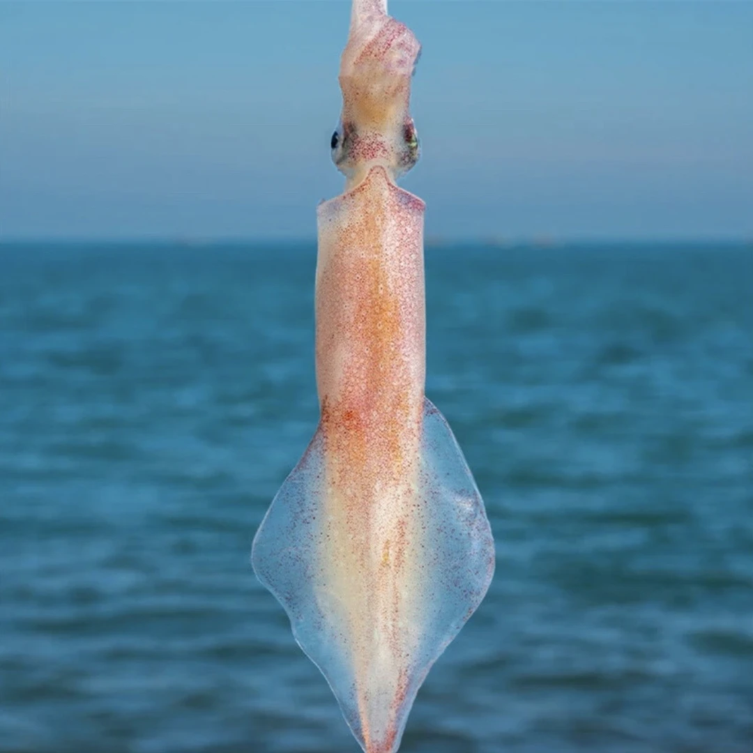 广东汕尾本港野生鲜拖船火箭鱿鱼 鲜甜脆爽