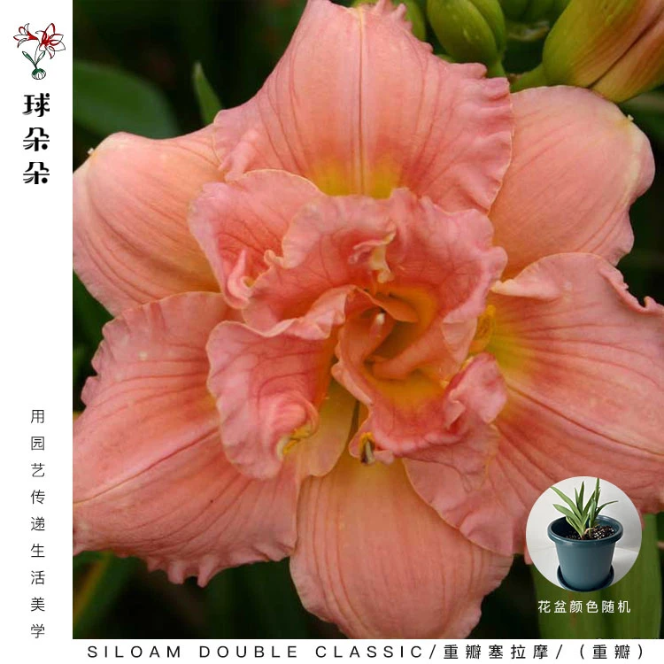 球朵朵忘忧草大花萱草宿根盆栽生根种植北方成活好养