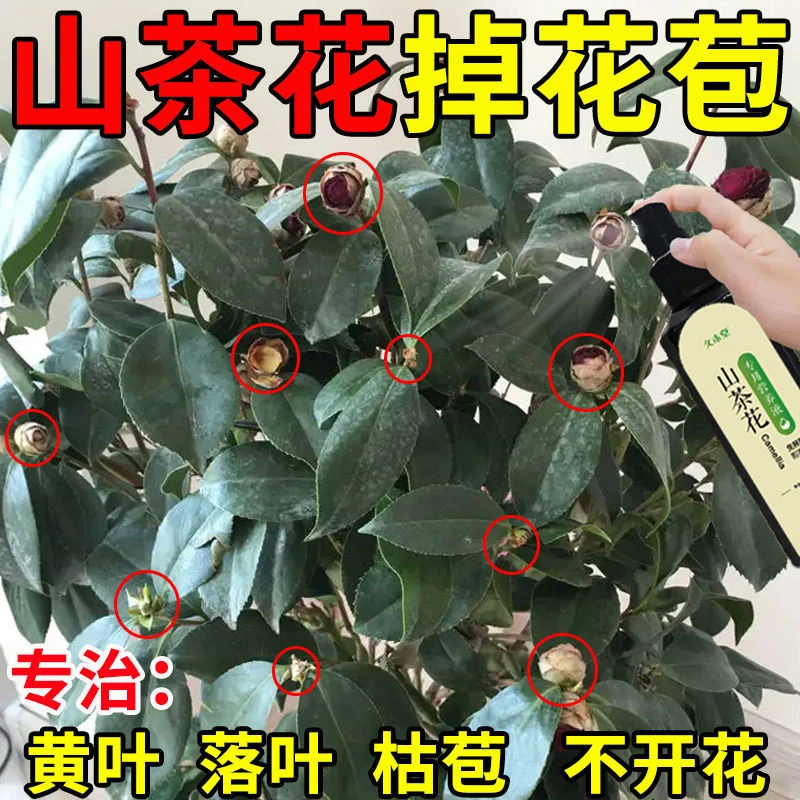 【不掉花苞】山茶花专用肥营养液防黄叶落蕾干尖催花促花叶面肥植物