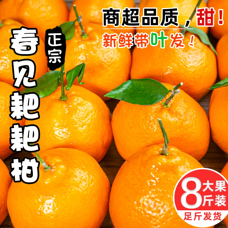 四川正宗春见耙耙柑粑粑柑新鲜水果当季整箱孕妇桔橘子包邮