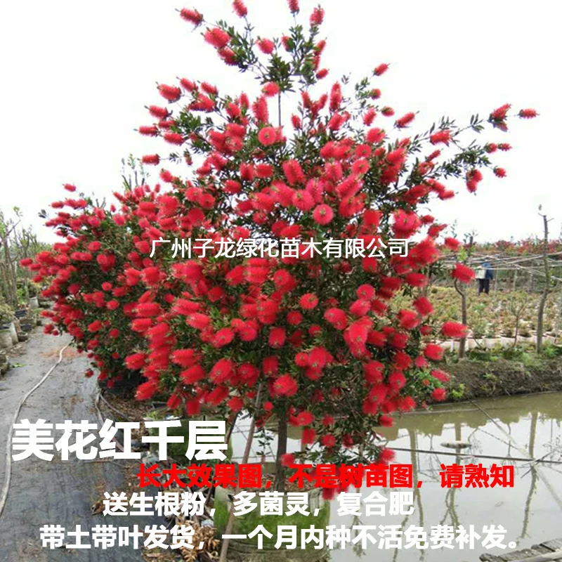 多花美花红千层串钱柳树苗别墅庭院绿化风景树耐寒植物红花树盆栽
