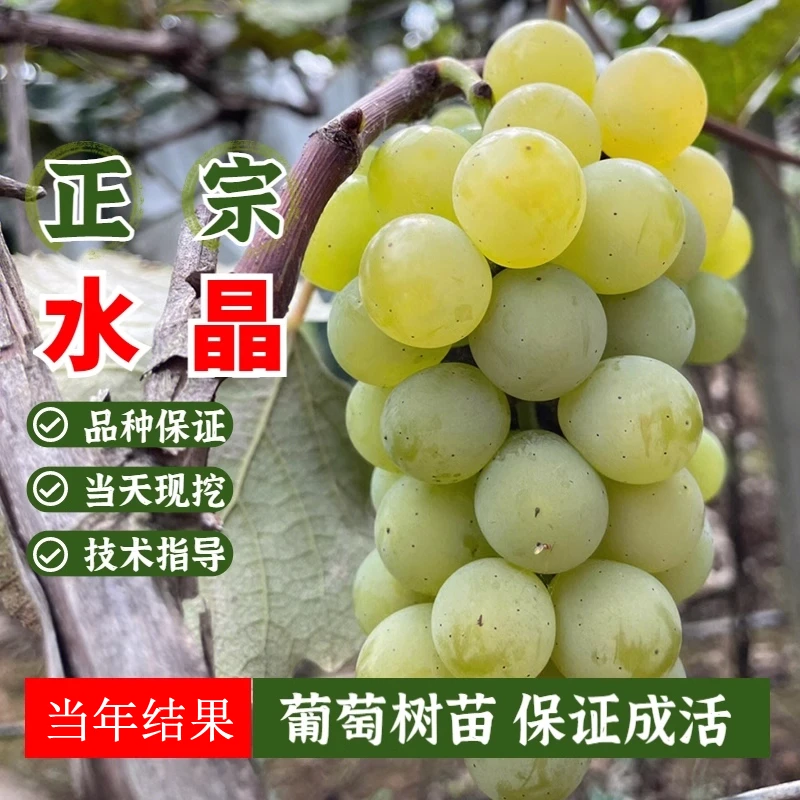 早熟爬藤水晶葡萄树苗南方北方无核珍珠小青提葡萄苗盆栽当年结果