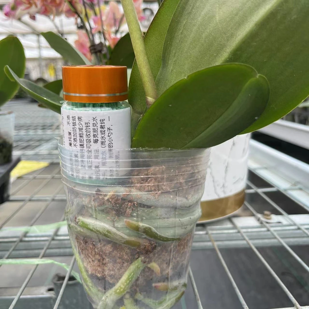 【夫妻俩的小花园—蝴蝶兰自用肥】基地专用肥养叶催花养根生长