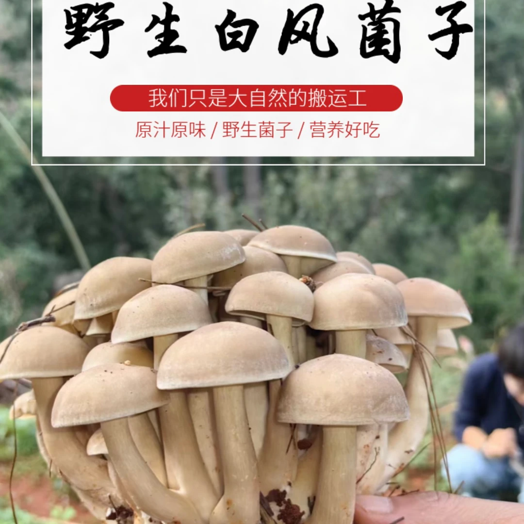 野生白风菌子 云南 1000g