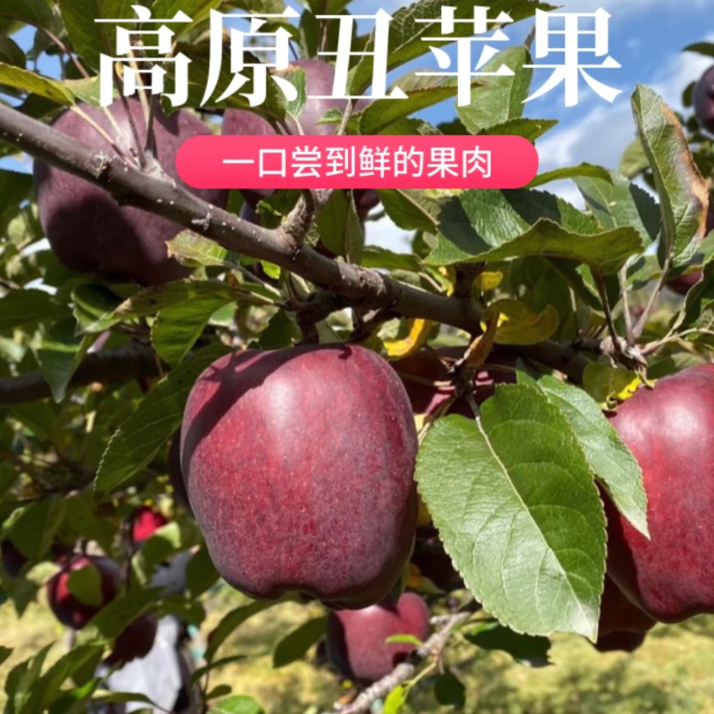 云南 高原丑苹果2000g