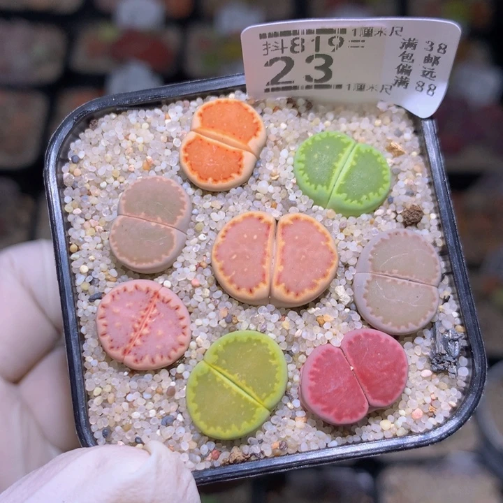 精品生石花819.23