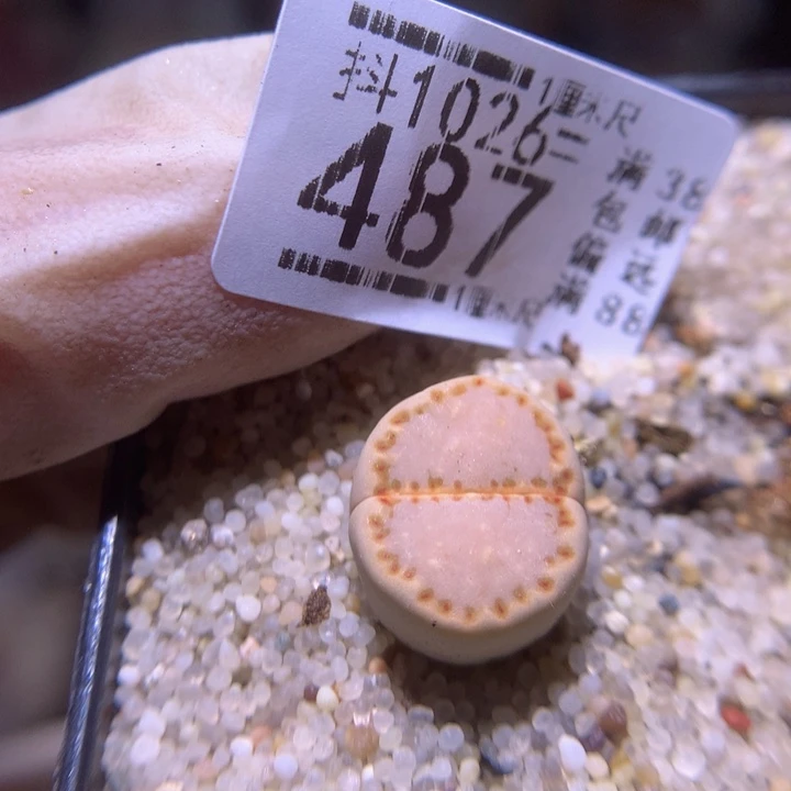 精品生石花1026.487