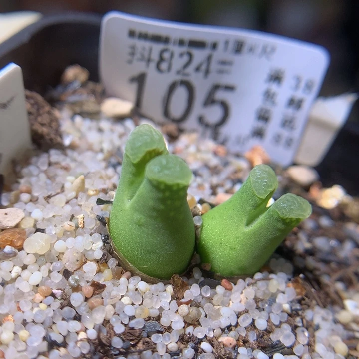 精品生石石824.105