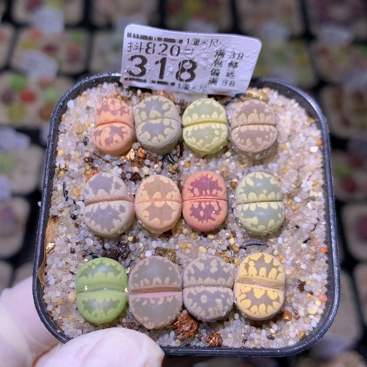 精品生石花820.318