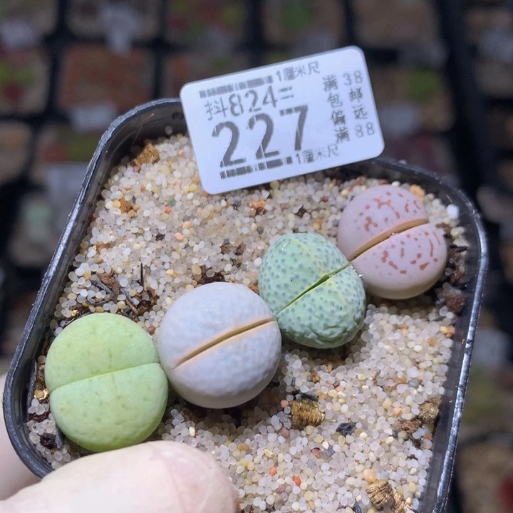 浪漫的爱情故事824.227