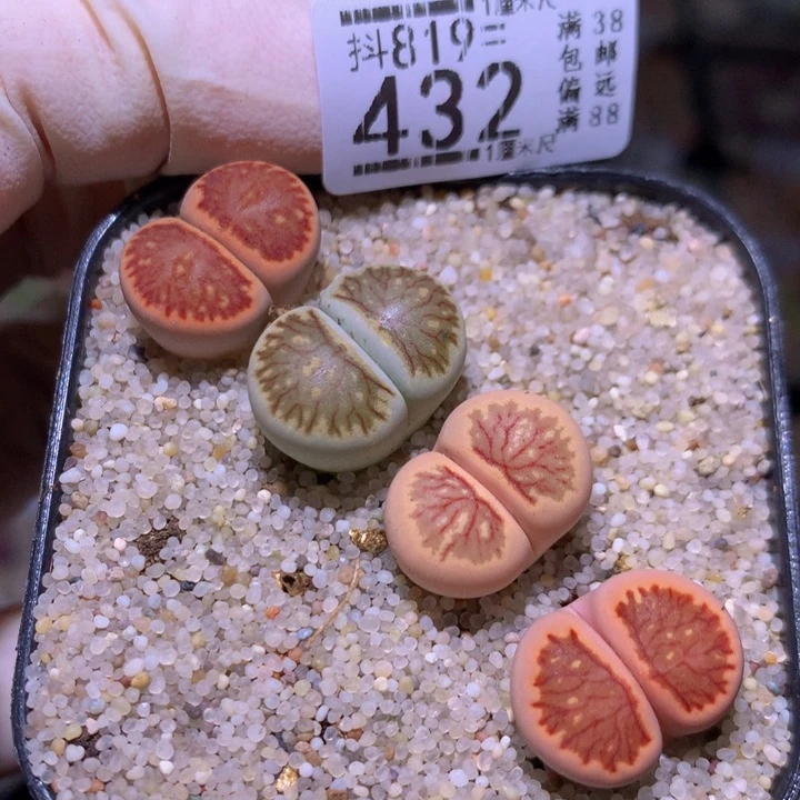 精品生石花819.432