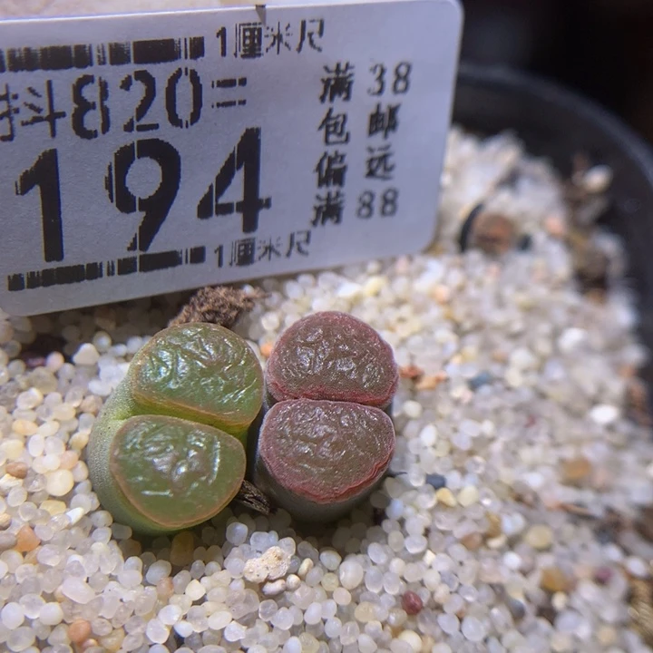 精品生石花820.194