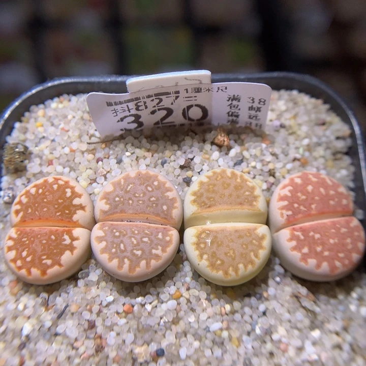 精品生石花827.320