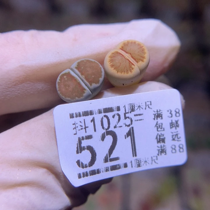 过*精品生石花1025.521