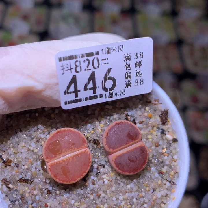 好看生石花820.446