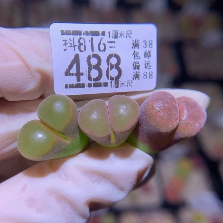 精品生石花816.488