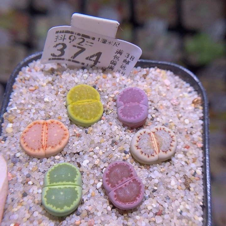 精品生石花93.374