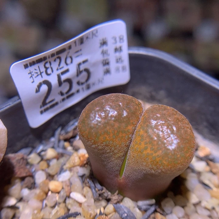 精品生石花826.255
