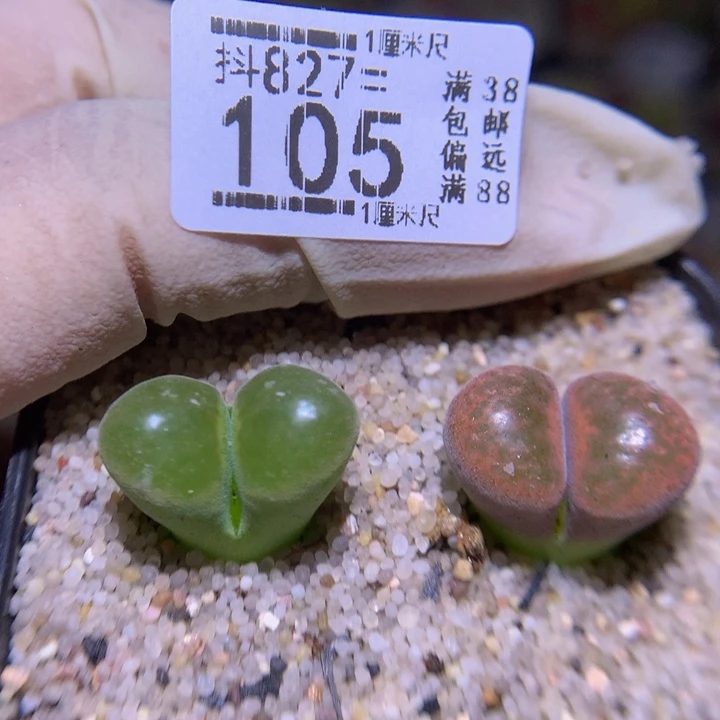 精品生石花827.105