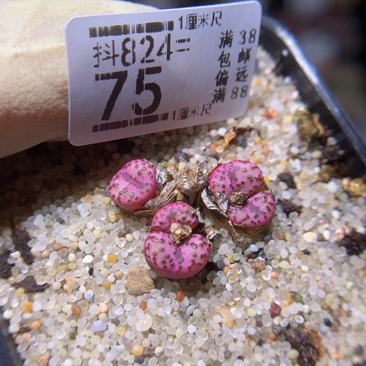 精品生气花824.75