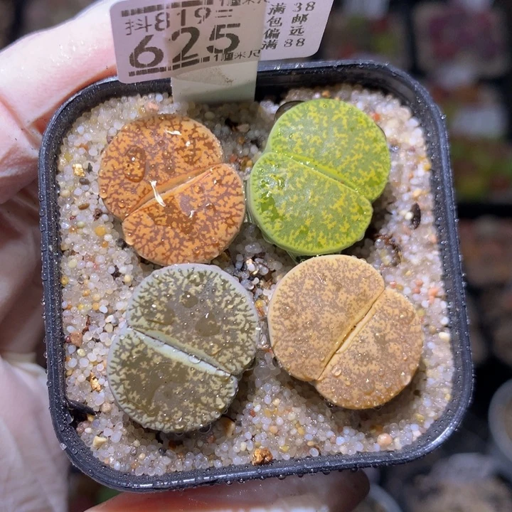 绝绝子生石花819.625