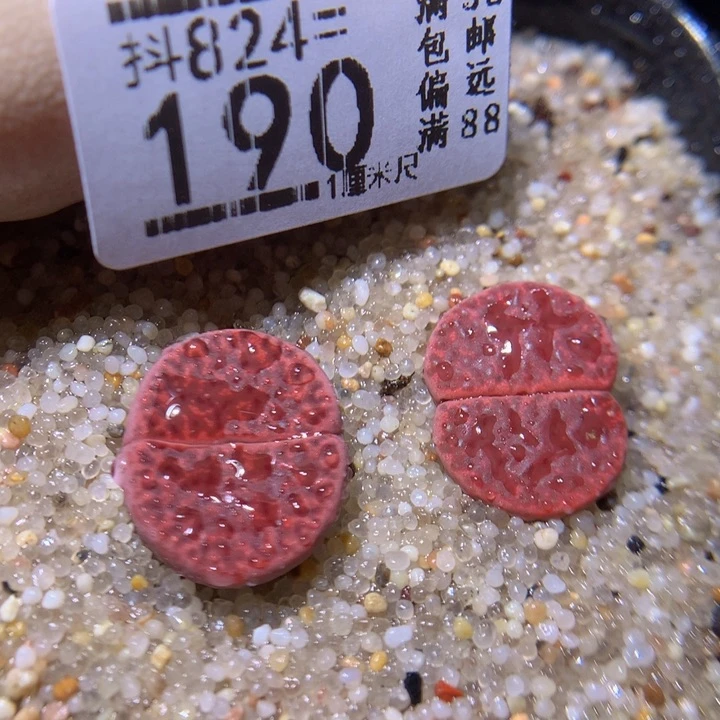 精品生石花824.190