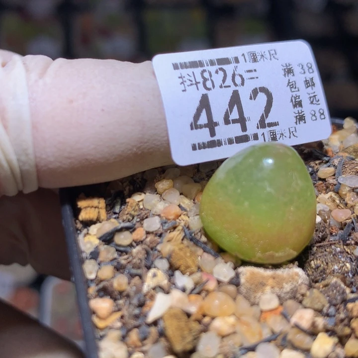 好好看的生石花826.442