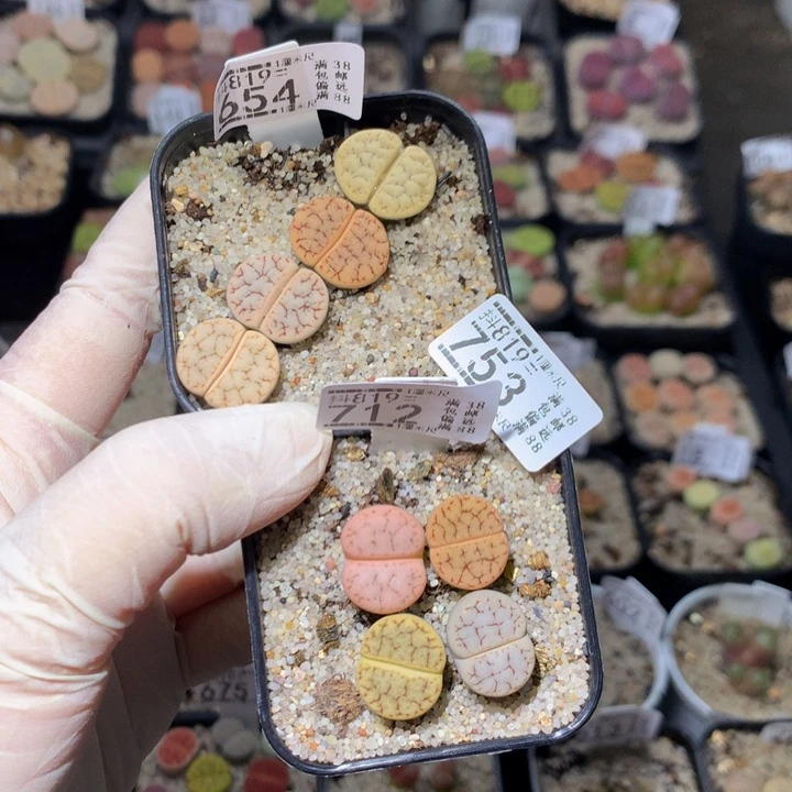 旁**诗绝绝子生石花819.753