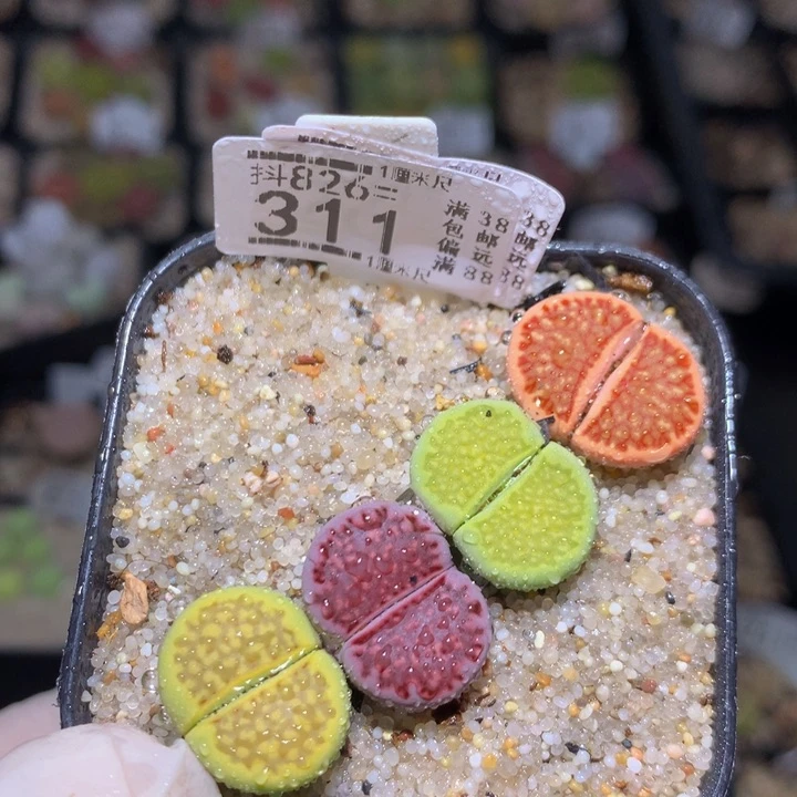 好好看的生石花826.311
