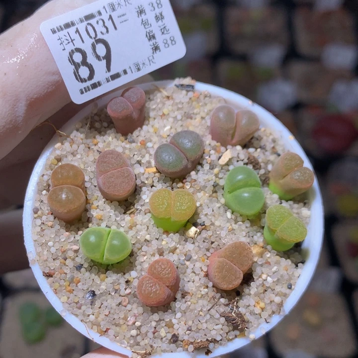 精品生石花1031.89