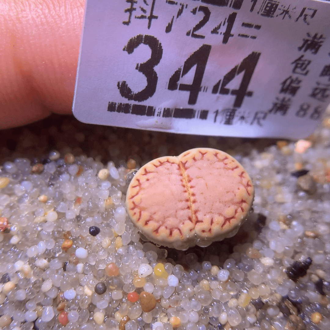 生石花精品多肉724.344