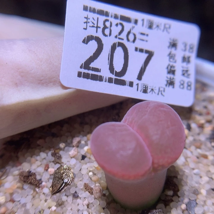 精品生花826.207