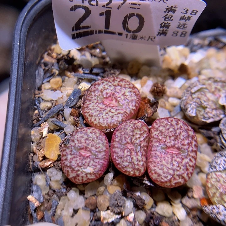 精品生石花827.210