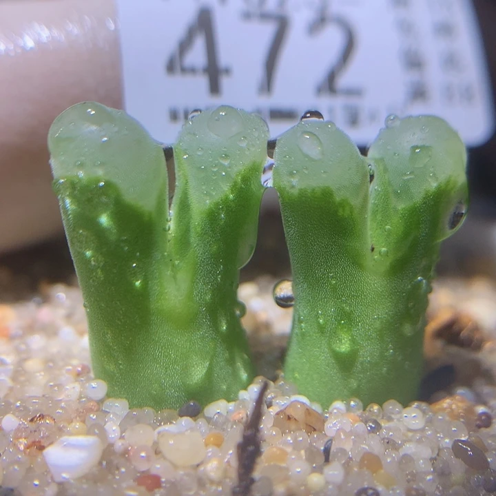 精品生石花1023.472