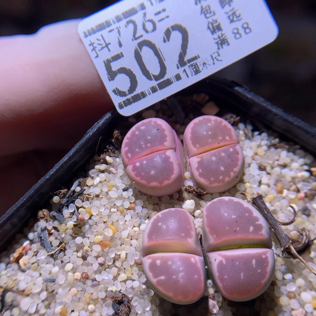 精品生石花726.502