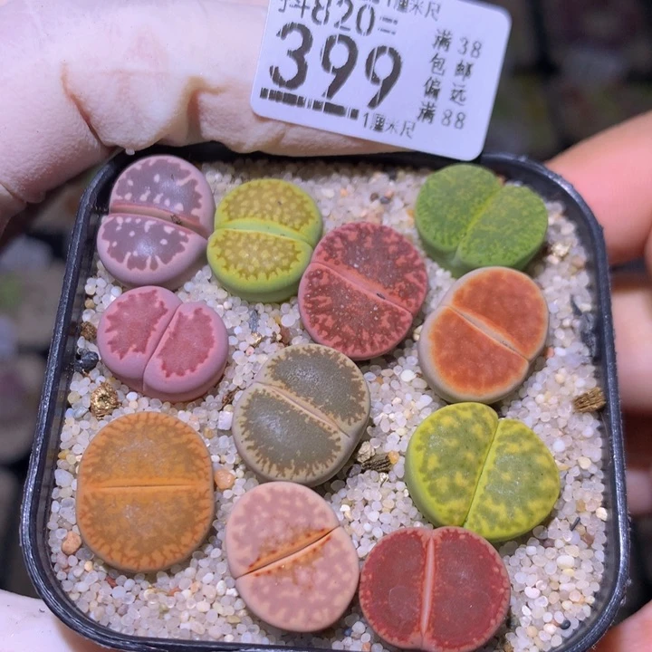 精品生石花820.399