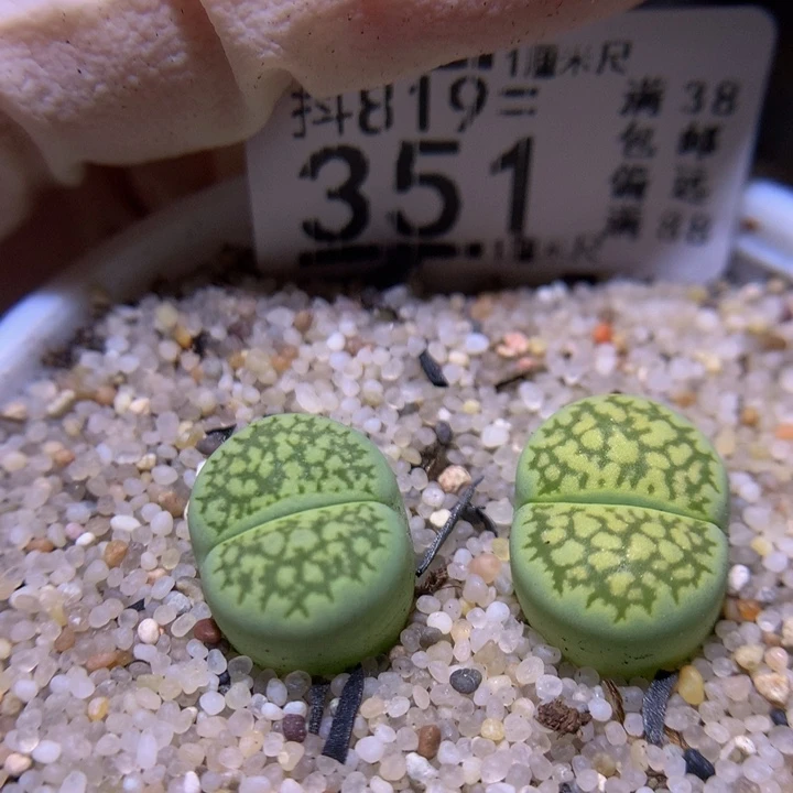 精品生石花819.351