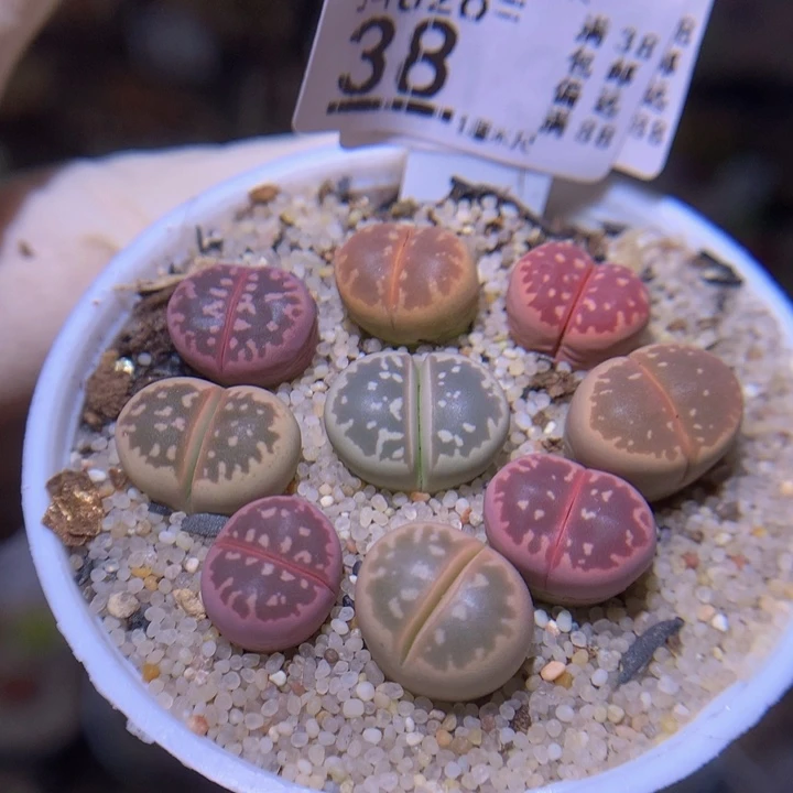 精品生石花826.38