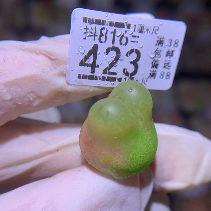 精品生石花816.423