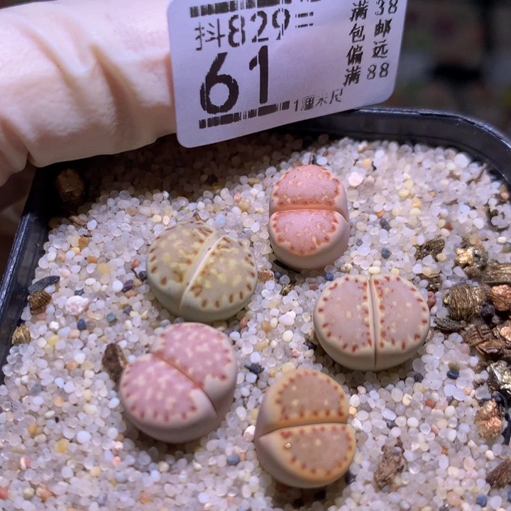 精品生石花829.61