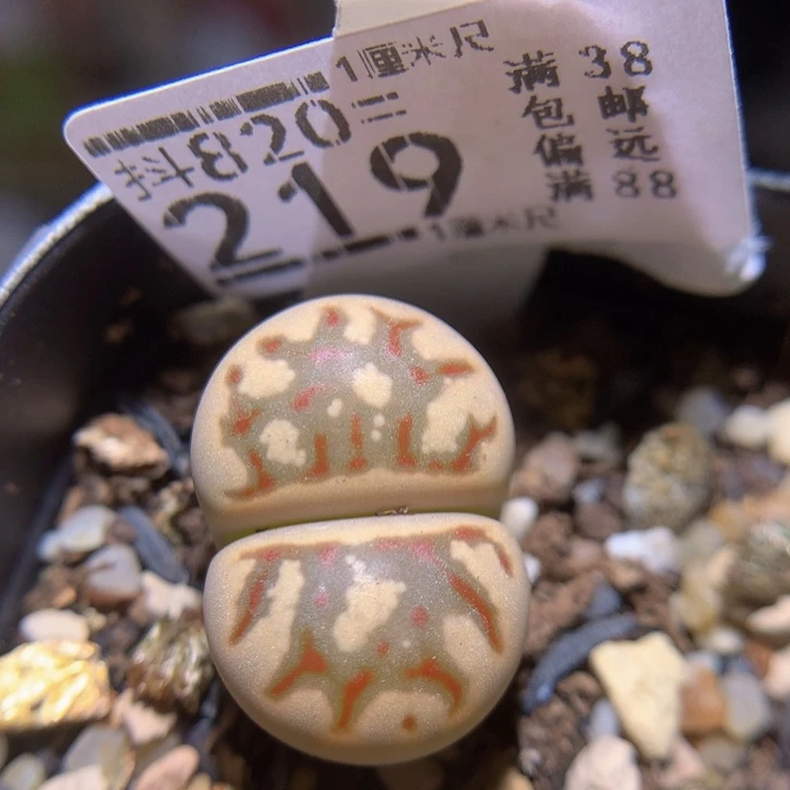 精品生石花820.219
