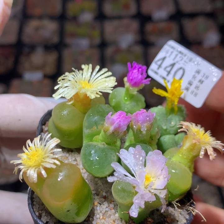 精品生石花112.440