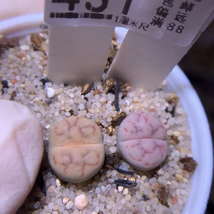 好看生石花820.431女娲石