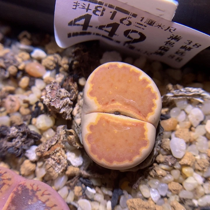 精品生石花816.449