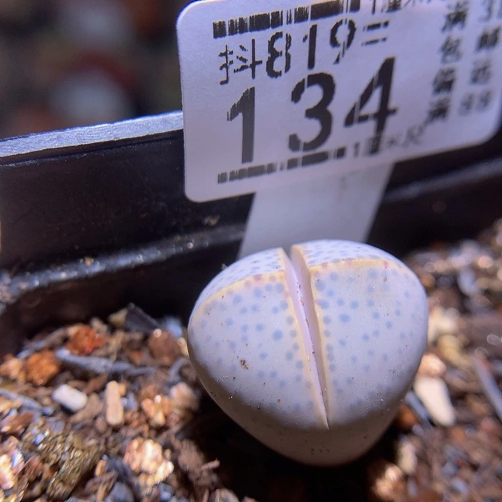 精品生石花819.134