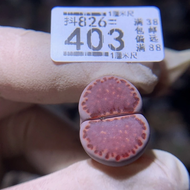 精品生石花826.403