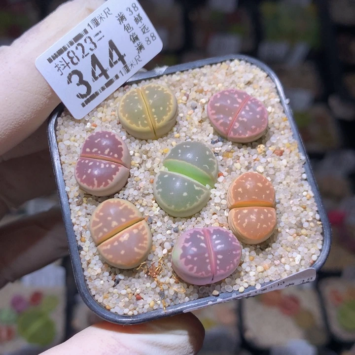 好看的生石花823.344