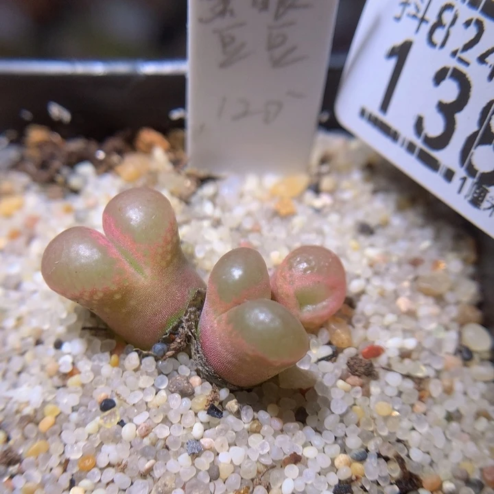 精品生石石824.138