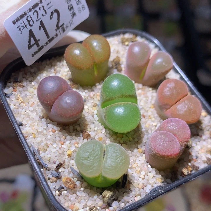 精品后生生花823.412
