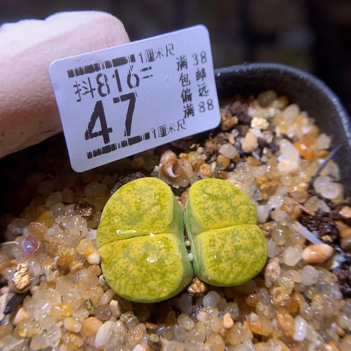 精品生石花816.47